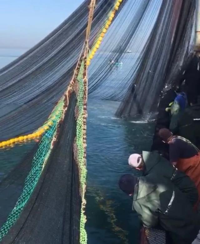 Denizden istavrit fışkırdı, 500 kasa balıkla kıyaya döndüler