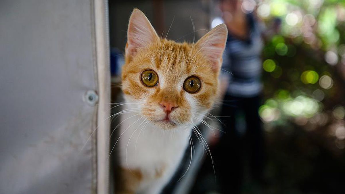 Kedi kısırlaştırmak günah mı? Kedi kısırlaştırmak caiz mi?