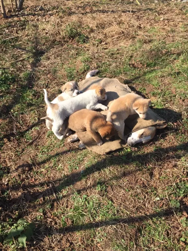 Silahla vurulan köpeğin 7 yavrusu annelerinin yanında beklerken bulundu