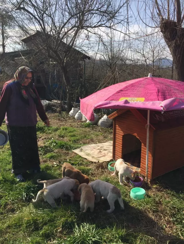 Silahla vurulan köpeğin 7 yavrusu annelerinin yanında beklerken bulundu