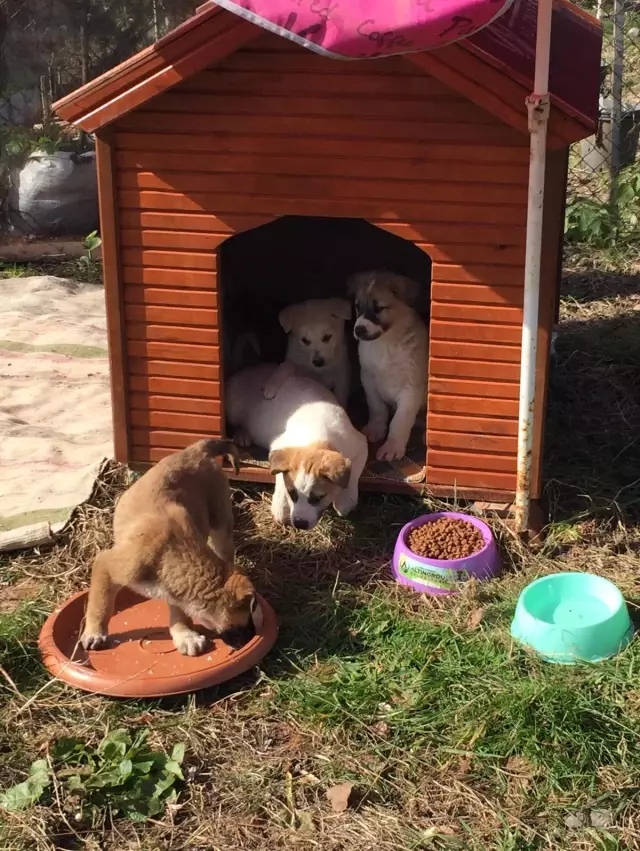 Silahla vurulan köpeğin 7 yavrusu annelerinin yanında beklerken bulundu