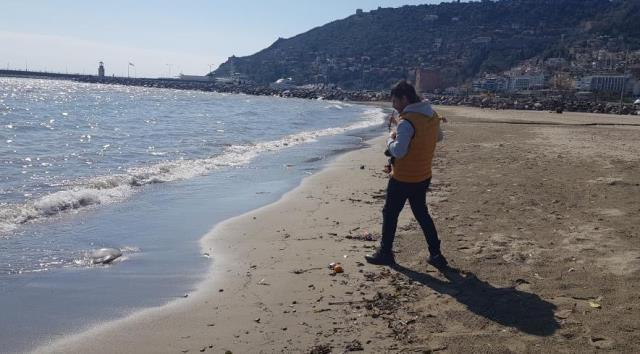 Sahilde korkutan manzara! Ağırlığı 2 ile 5 kilogram arasındaki deniz anaları sahile vurdu