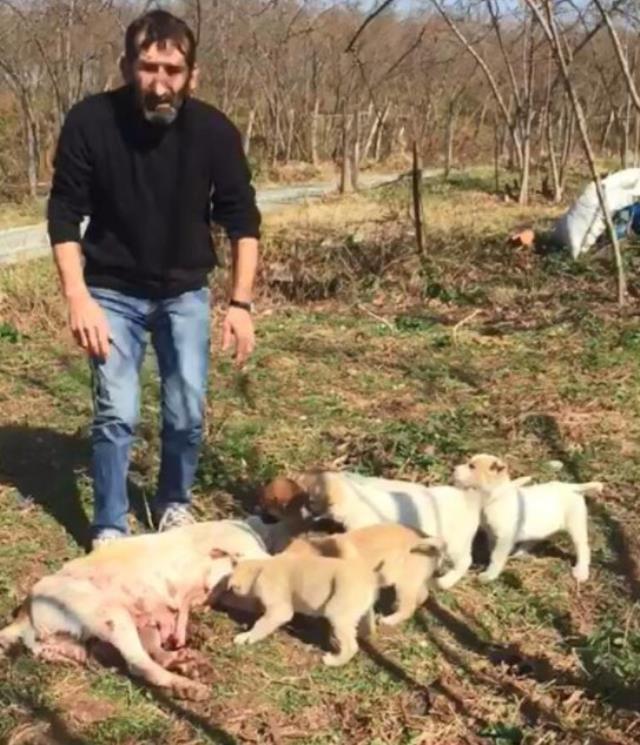 Silahla vurulan köpeğin 7 yavrusu annelerinin yanında beklerken bulundu