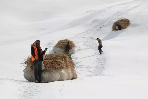 Yüksekova'da besiciler, çığdan kıl payı kurtuldu