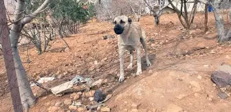 Mardin'de 4'ü çocuk 7 kişiyi ısıran sokak köpeği kuduz çıktı! Mahalle karantinaya alındı