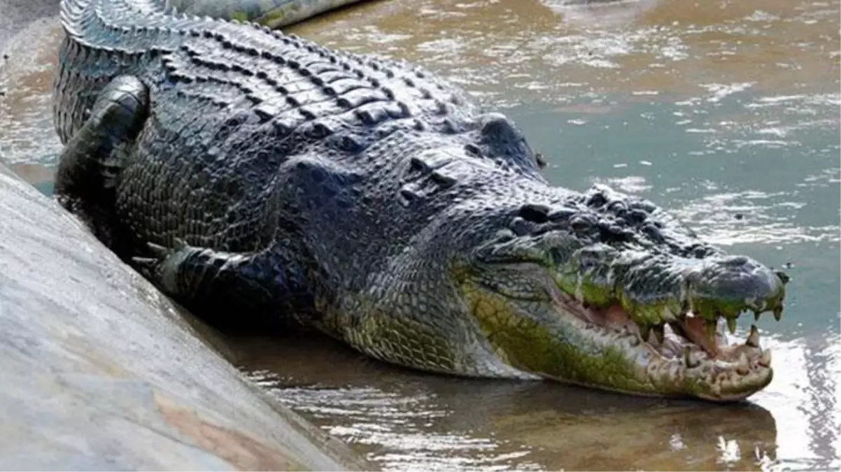 Dünyanın en büyük timsahının midesi açıldı, bilim insanları karşılaştıkları tablo yüzünden dakikalarca kendine gelemedi