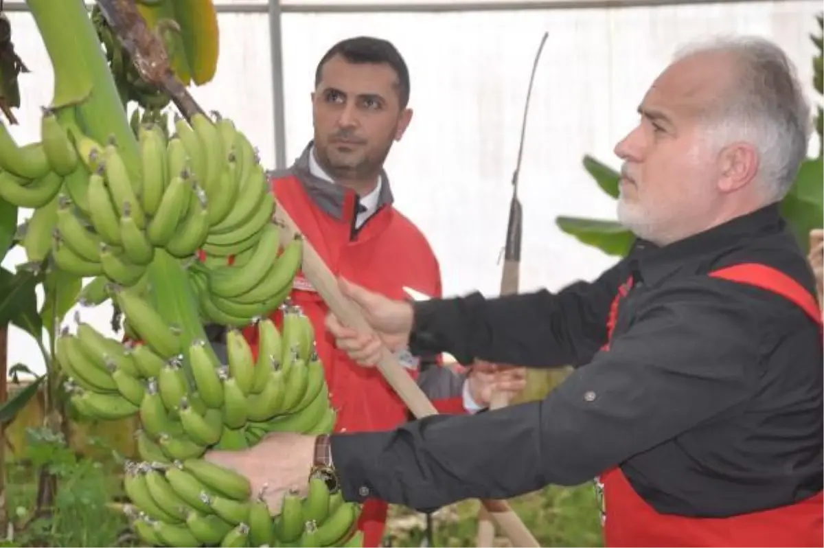 Kızılay Genel Başkanı Kınık, Reyhanlı'da muz hasadı yaptı