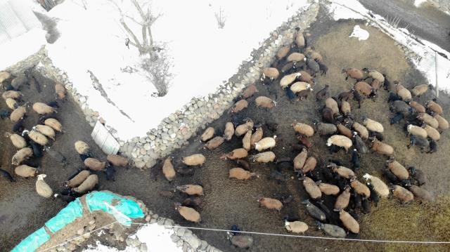 Koyunların bu özelliğini kimse bilmiyordu! Okuyanların gözyaşları tel tel damlıyor