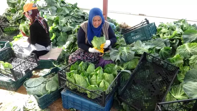 Türkiye'de ilk kez üretildi! Salata lahanalar tanesi 10 liradan Avrupa'ya ihraç ediliyor