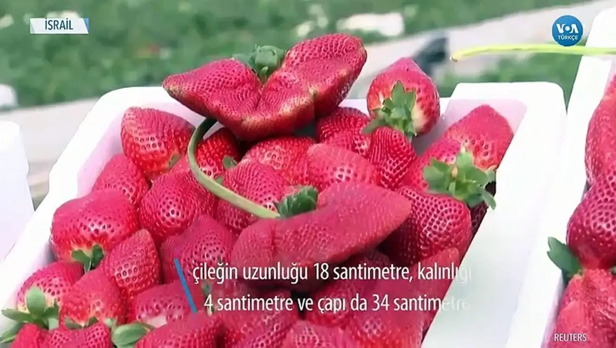 İsrail'in Rekor Kırdıran Dev Çilekleri