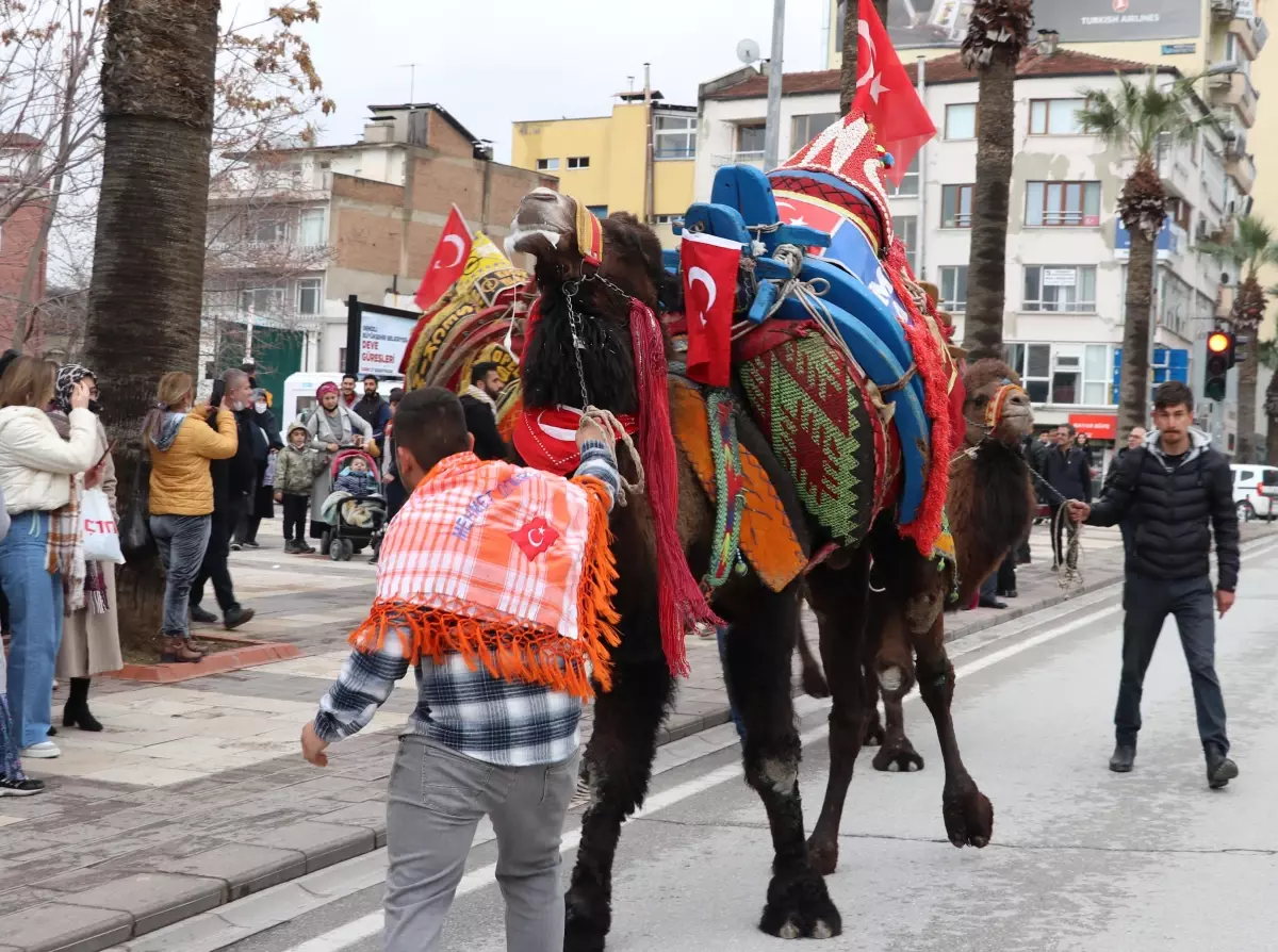 Hafta sonu güreşecek develer şehir merkezinde gezdirildi