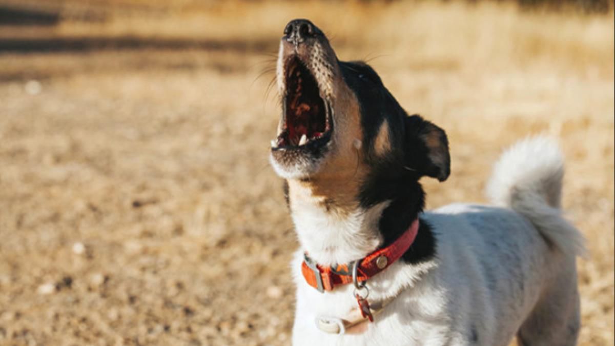 Ezan okunurken köpekler neden ulur? Köpekler ezan okunurken neden ulur ve havlar?