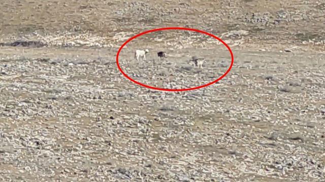 Köyde dağlık alandaki manzara görenleri hayrete düşürdü: Size koyunlarımızı nasıl teslim edeceğiz?