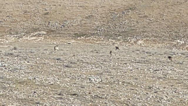 Köyde dağlık alandaki manzara görenleri hayrete düşürdü: Size koyunlarımızı nasıl teslim edeceğiz?