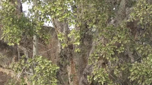 GAZİMAĞUSA - KKTC'nin en yaşlı ağacı: Cümbez