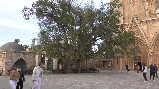 GAZİMAĞUSA - KKTC'nin en yaşlı ağacı: Cümbez