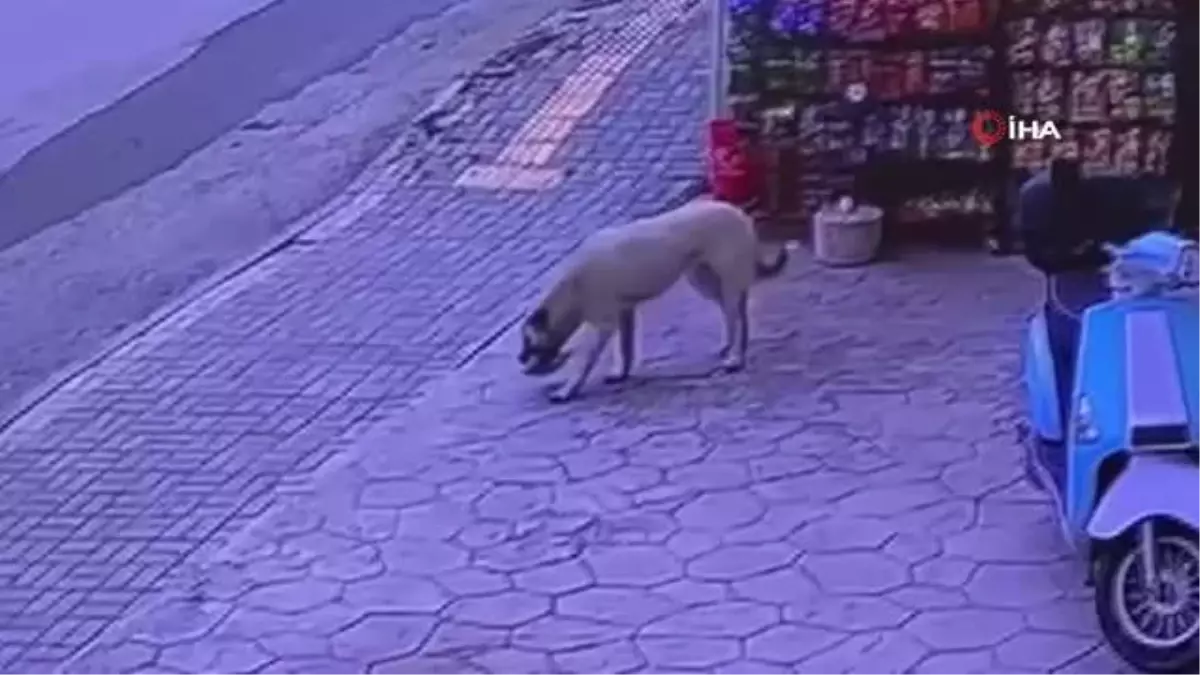 Marketten cips çalan köpek kameraya yakalandı