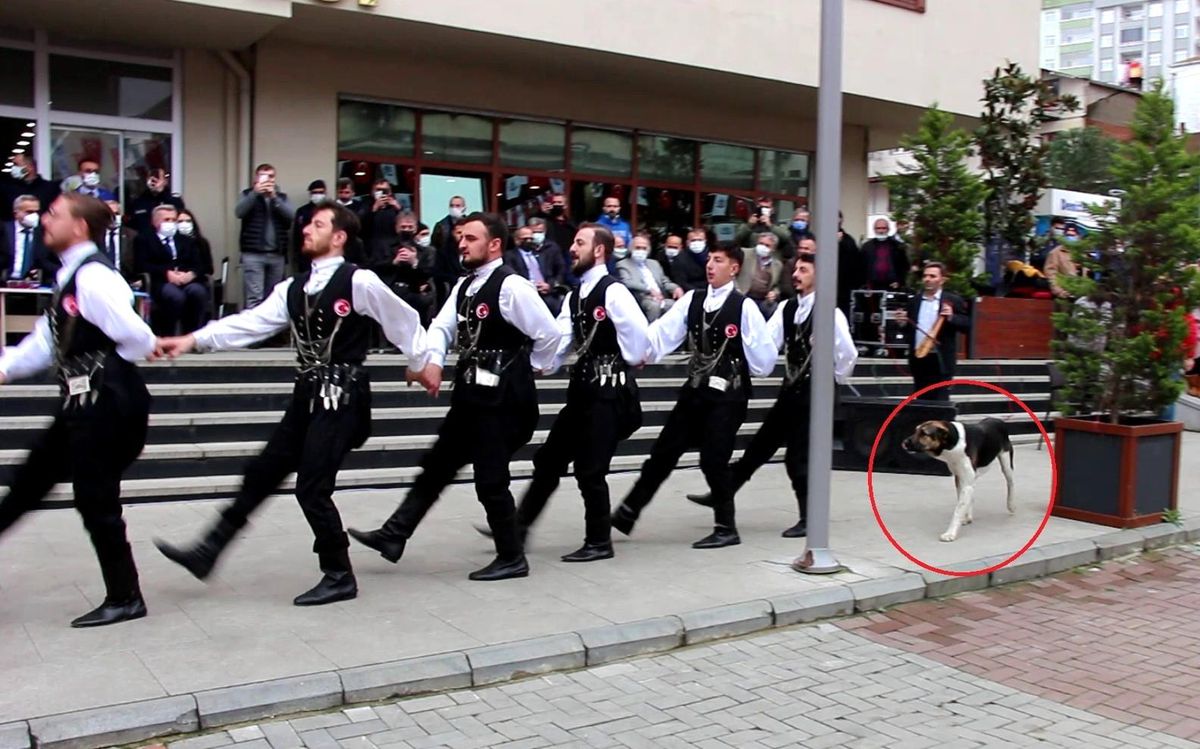 Sevimli köpek, kemençe sesini duyunca yerinde duramadı! İşte o anlar