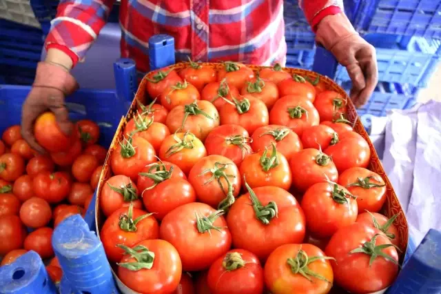 Rusya'nın Ukrayna operasyonu Antalya halinde fiyatları yüzde 60 düşürdü