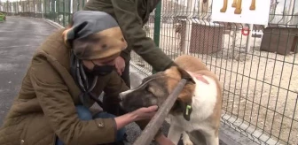 Hayvan sahiplendirme etkinliğinde 5 sokak köpeği sahiplendirildi