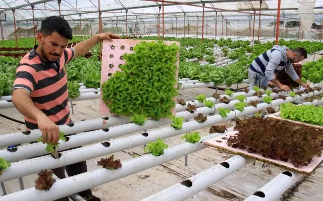 Personelliği bırakıp çiftçiliğe başladılar, yılda 8 hasat yapıyorlar