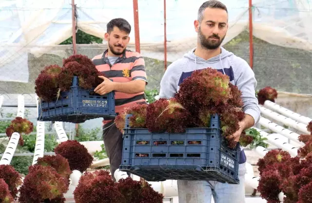 Personelliği bırakıp çiftçiliğe başladılar, yılda 8 hasat yapıyorlar