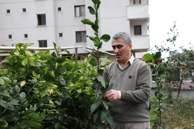 Rizeli çay üreticileri Muğla'daki ağaçlandırma çalışmalarına destek verecek