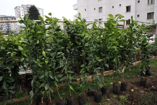 Rizeli çay üreticileri Muğla'daki ağaçlandırma çalışmalarına destek verecek