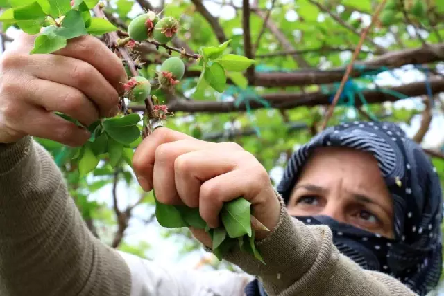 Sezonun ilk çağla hasadı Mersin'de yapıldı, kilosu 500 TL'den satıldı