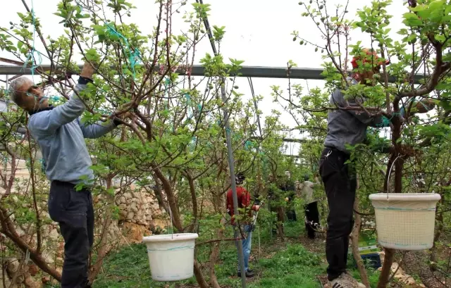 Sezonun ilk çağla hasadı Mersin'de yapıldı, kilosu 500 TL'den satıldı