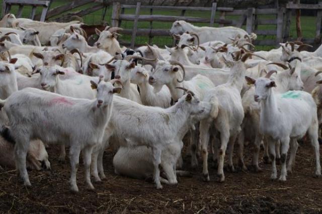 Üreticiler, düşük fiyat veren mandıracılara kızıp, sütleri döktü