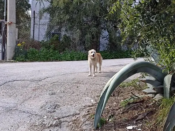 Akrep Nalan, hayatını yitirdi