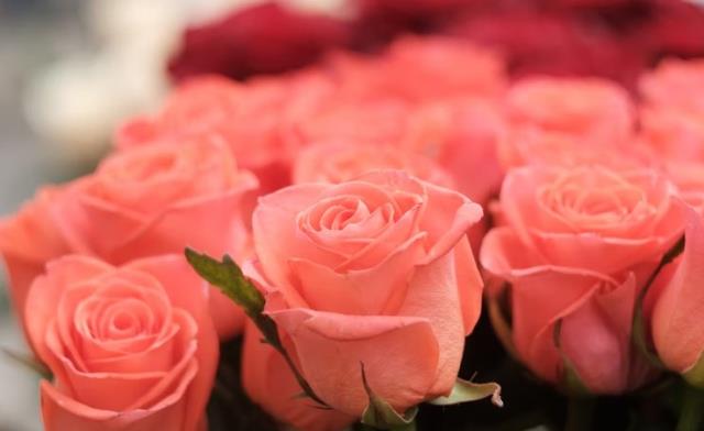 8 Mart Dünya Kadınlar Günü hediyeleri nelerdir?