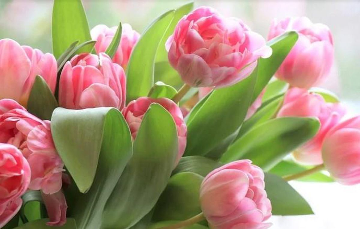 Anneye, sevgiliye, eşe 8 Mart mesajları! 8 Mart mesajları? Dünya Kadınlar Günü sözleri ve mesajları!