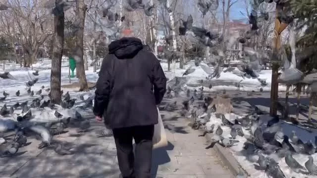 Son Dakika | Emekli itfaiyeci karla kaplı Ardahan'da aç kalan güvercinleri besliyor