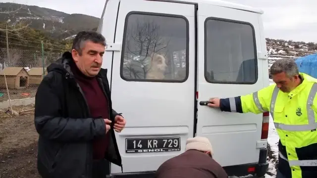 Gerede'de barınakta kötü şartlardaki köpekler Düzce'ye gönderildi