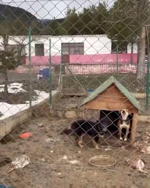 Gerede'de barınakta kötü şartlardaki köpekler Düzce'ye gönderildi