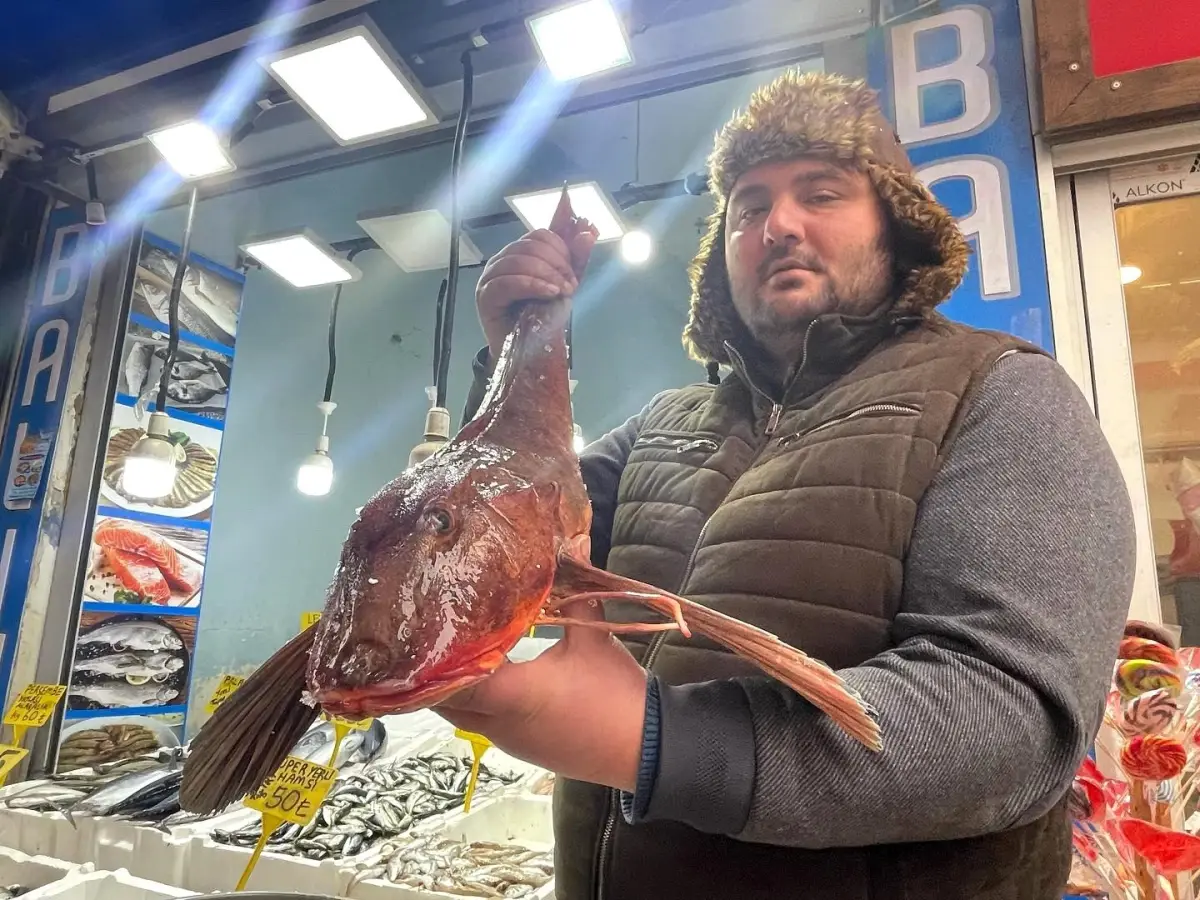 Nesli tükenmekte olan kırlangıç balığı Ordu'da yakalandı! 4 kiloluk balık 800 liraya alıcısını bekliyor