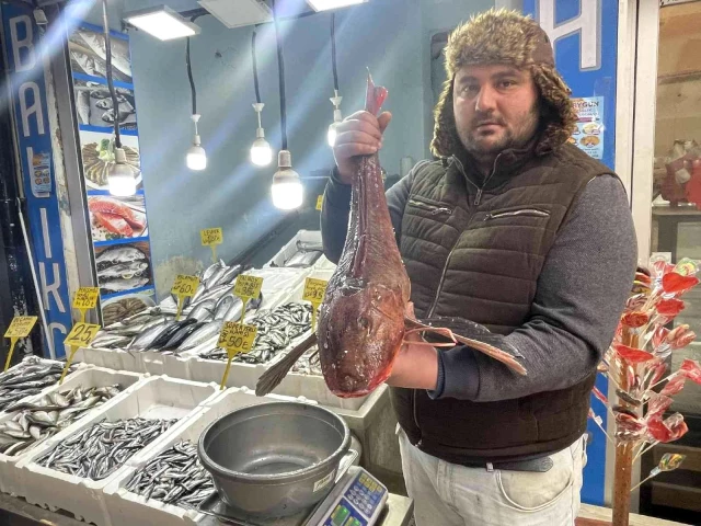 Kuşağı tükenmekte olan kırlangıç balığı Ordu'da yakalandı! 4 kiloluk balık 800 liraya alıcısını bekliyor