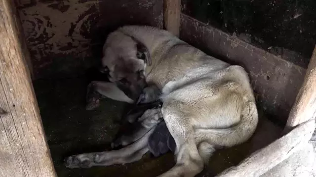 Yeni doğan yavru köpek 'Anne' dedi, o anları hemen kayda aldılar