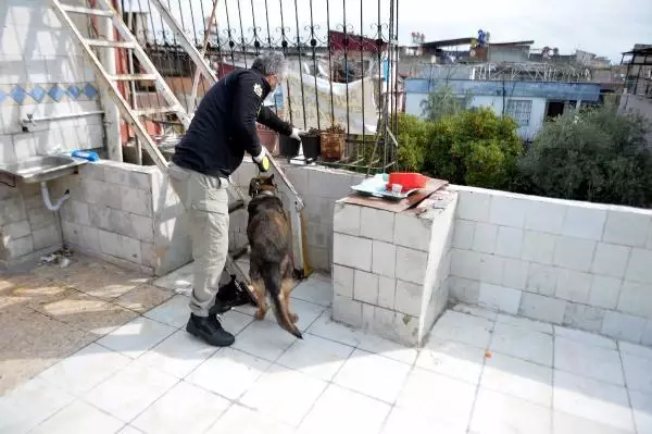 TORBACI, PİTBULL KÖPEKLERLE KORUNUYOR