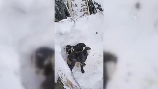 Trabzon'da karda mahsur kalan küçükbaş hayvanlar belediye gruplarınca kurtarıldı