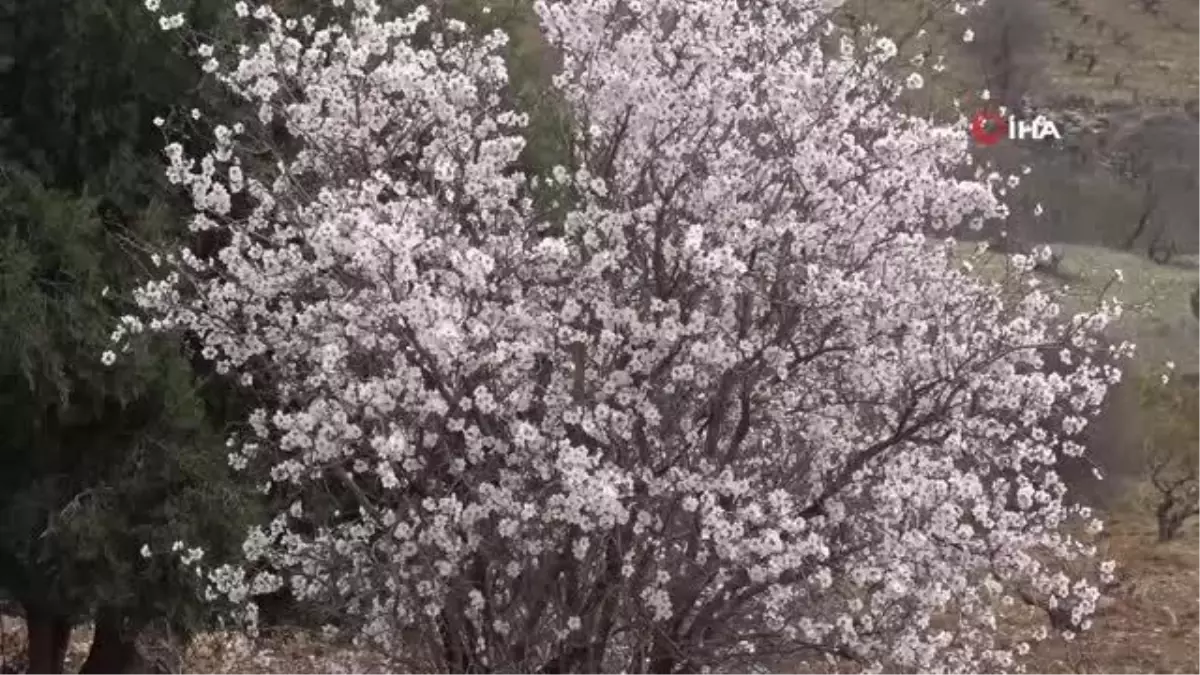 Badem ağaçları erken çiçek açtı