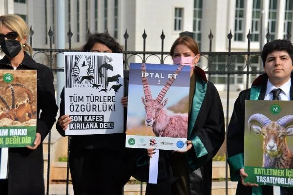 Adana ve 4 vilayette yaban keçisi av ihalesi iptal edildi