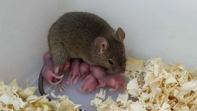 Çinli bilim insanları, büyük bir muvaffakiyet olarak dünyaya duyurdu: İki anneli, babasız fareler üretildi