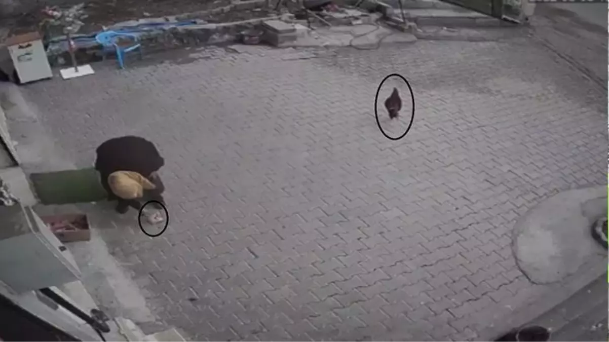 Cips hırsızlığı için bakkala gelen horoz, dükkan sahibinin hışmına uğradı