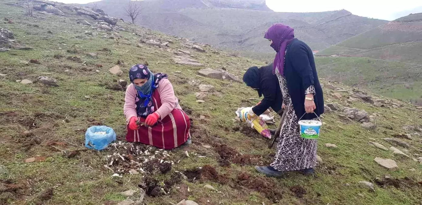 Derecik'te kenger bitkisini toplama sezonu başladı