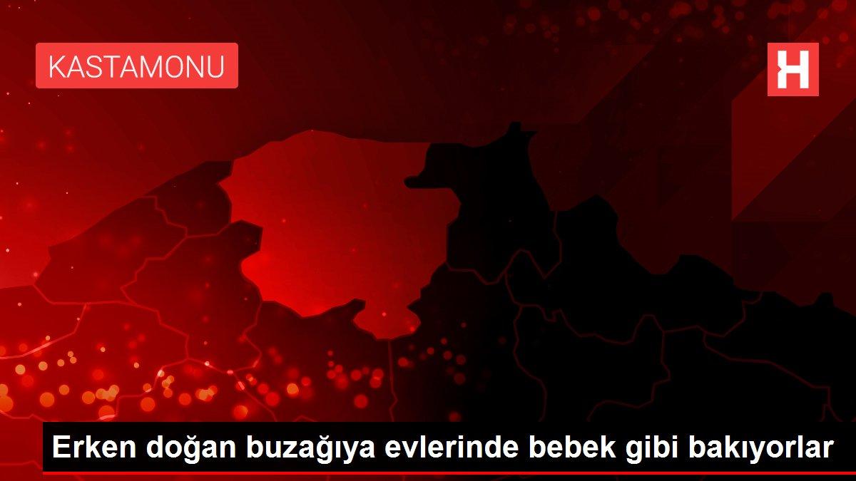 Erken doğan buzağıya evlerinde bebek gibi bakıyorlar Erken doğan buzağıya evlerinde bebek gibi bakıyorlar