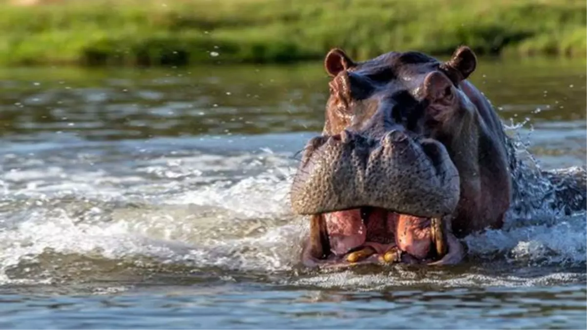 Nehirde aniden ortaya çıktı, timsahlar bile kaçacak yer aradı! Önüne çıkan adamın yarısını yuttu