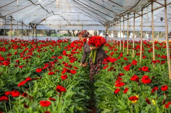 Rusya-Ukrayna savaşının Antalya tarımına faturası 233 milyon dolar